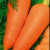Dayana carrot